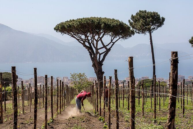 Scenic Wine Tasting & Lunch on the Slopes of Vesuvius from Naples - Final Thoughts: Is This Tour Worth It?