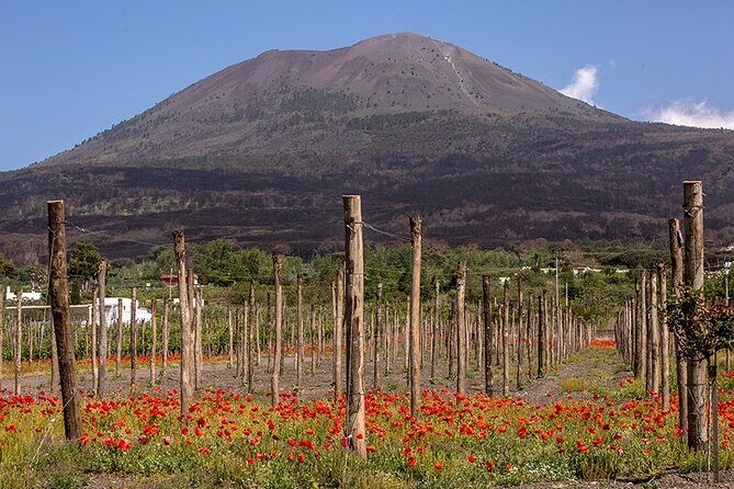 Scenic Wine Tasting & Lunch on the Slopes of Vesuvius from Naples - In Summary