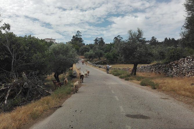 Schist Villages of Lousã, full-day from Coimbra - Who Is This Tour Best For?