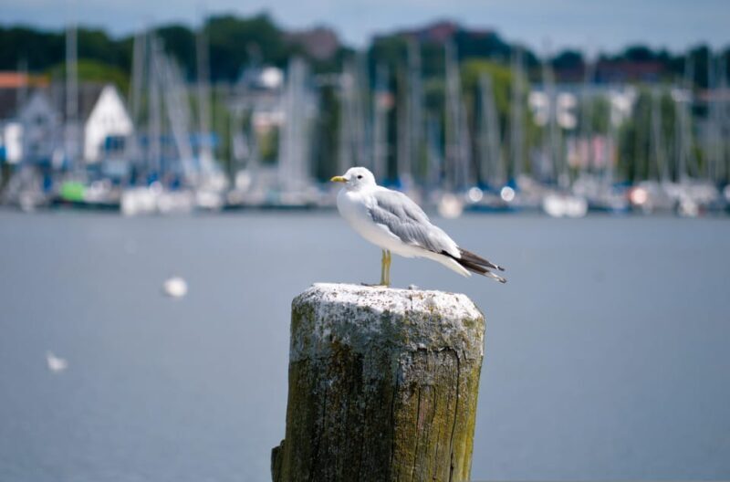 Schleswig: Highlights tour (cathedral, old town, Holm, city harbor) - Key Points