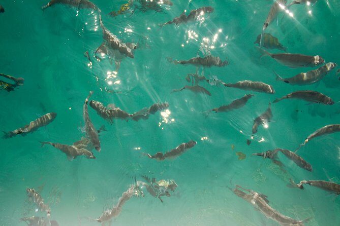 Schooner Cruise with Caipirinha drinks by the Blue Lagoon - Frequently Asked Questions