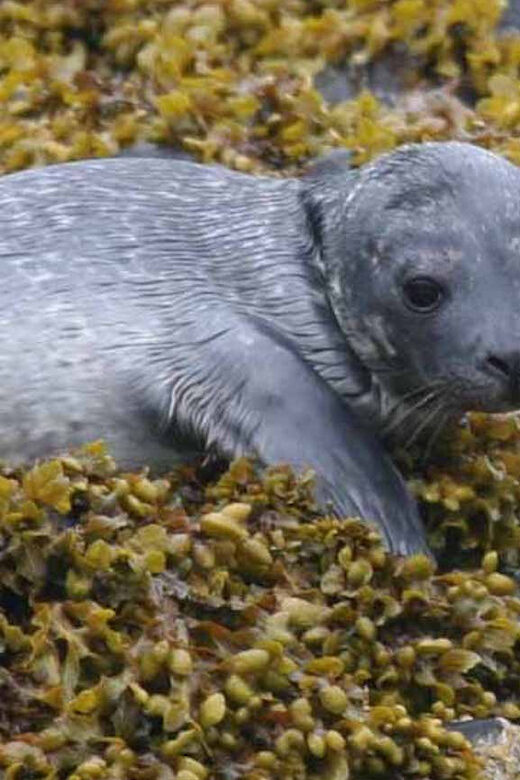 Scottish Highlands: Isle of Skye Glass-Bottom Boat Tour - Scottish Highlands: Isle of Skye Glass-Bottom Boat Tour