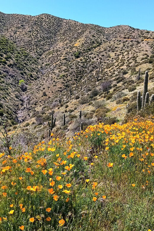 Scottsdale: Sonoran Desert to MountainTop Jeep Tour - Who Should Consider This Tour?