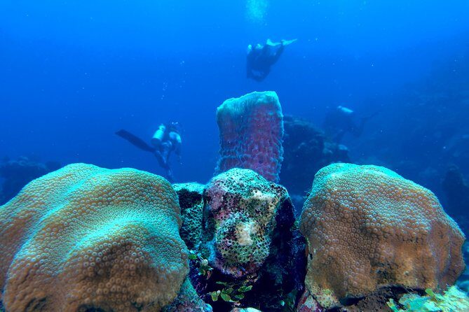 Scuba Certification - The Value for Your Money