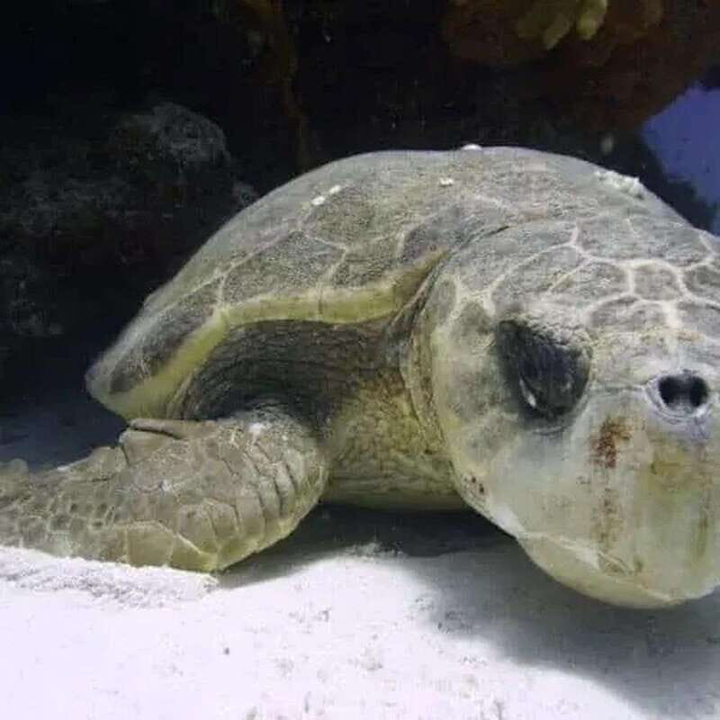 Scuba Cozumel: Experience from Boat, for Certified Divers - An In-Depth Look at the Cozumel Scuba Experience