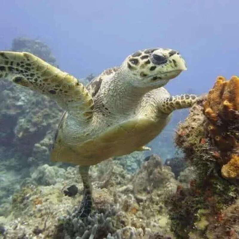Scuba Cozumel: Experience from Boat, for Certified Divers - Why This Tour Offers Great Value