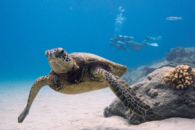 Scuba Dive at Electric Beach - Scuba Dive at Electric Beach: A Personalized Underwater Experience on Oahu