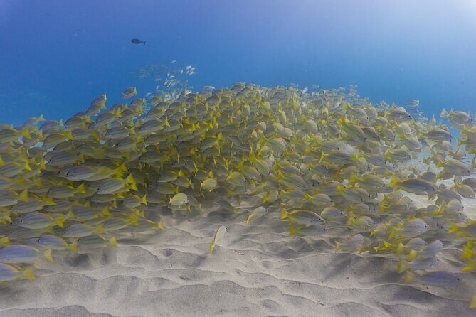 Scuba Dive at Electric Beach - Exploring the Electric Beach Experience in Depth