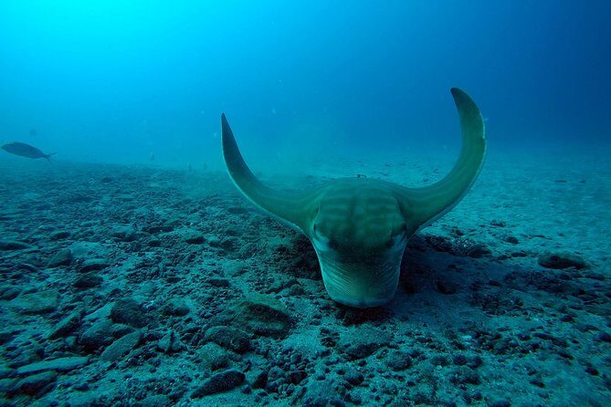 Scuba Dive excursion for Beginners in a Turtle Area - A Close Look at the Tour Experience