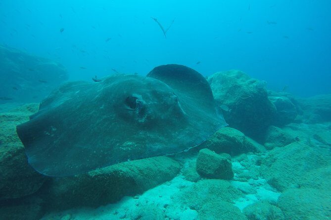 Scuba Dive excursion for Beginners in a Turtle Area - A Well-Balanced View: Pros and Cons