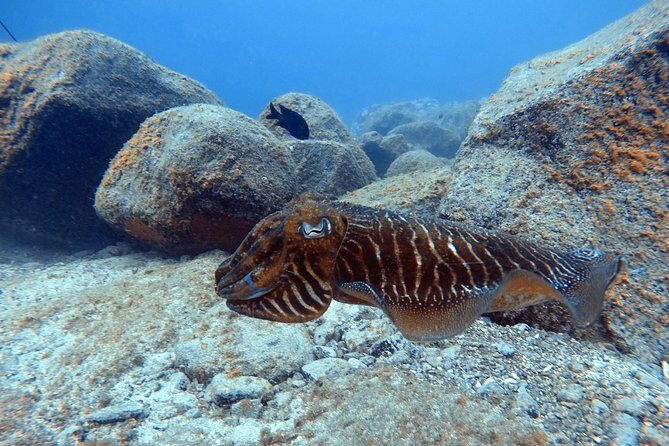 Scuba Dive excursion for Beginners in a Turtle Area - FAQ