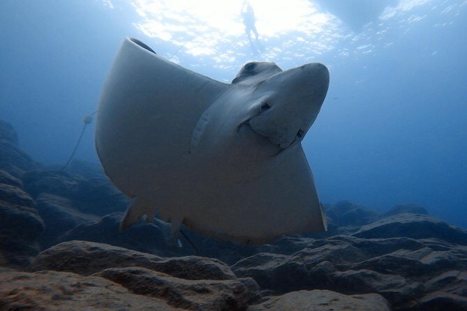 Scuba Dive excursion for Beginners in a Turtle Area - The Sum Up