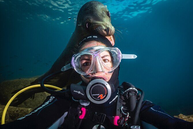 Scuba Dive in La Paz: Sea Lions, Turtles, Fish Schools and Wrecks - Scuba Dive in La Paz: Sea Lions, Turtles, Fish Schools and Wrecks