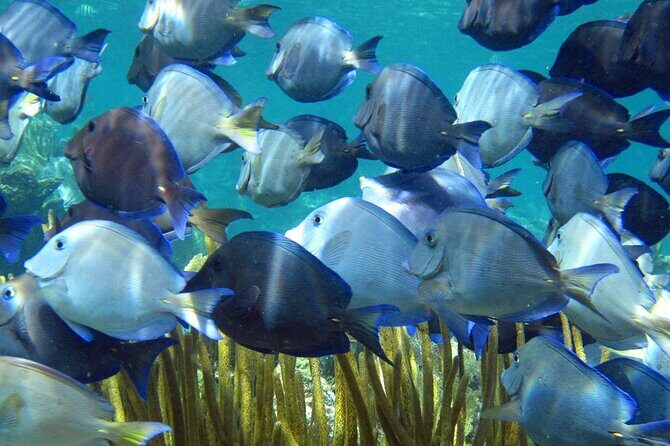 Scuba Dive in the best reefs in the Riviera Maya 2 tanks - FAQs