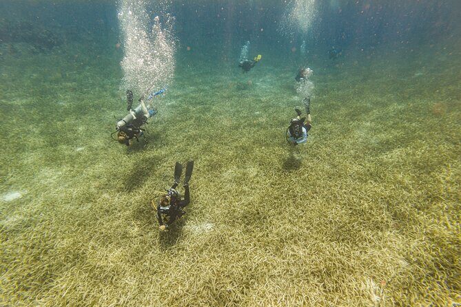 Scuba Dive in the West End of Roatan with Private Transfer - Key Points