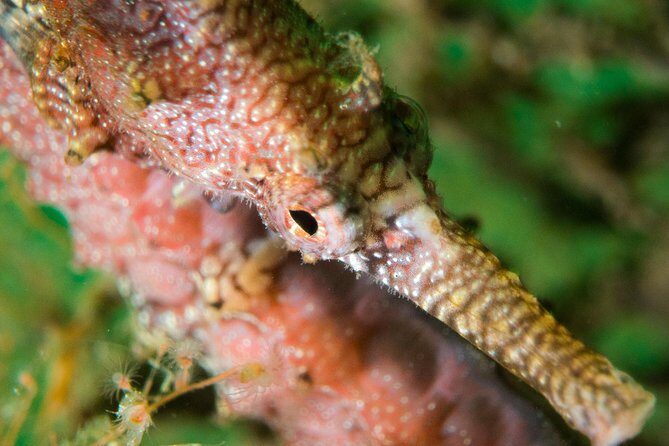 Scuba Dive The Beautiful Rottnest Island for Certified divers - Key Points