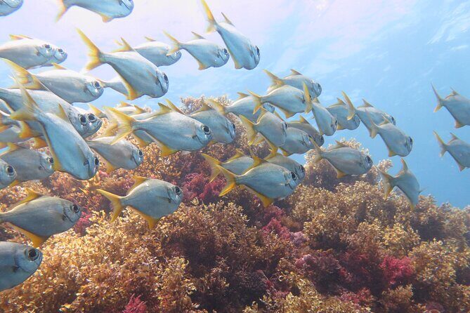 Scuba Dive The Beautiful Rottnest Island for Certified divers - The Sum Up: Who’s This Experience For?