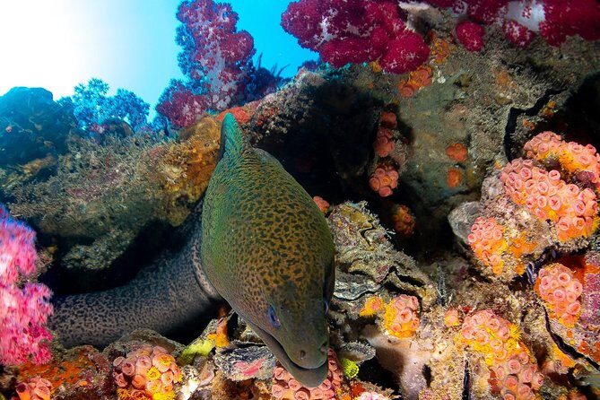 Scuba Dive the S.S. Yongala Wreck on the Great Barrier Reef. - The Experience in Detail
