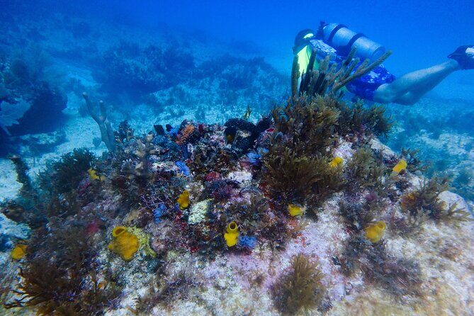 Scuba Diver Certification Course - Detailed Breakdown of the Itinerary