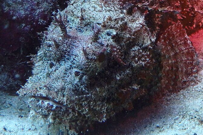 Scuba Diver Certification Course - Practical Tips for Future Travelers