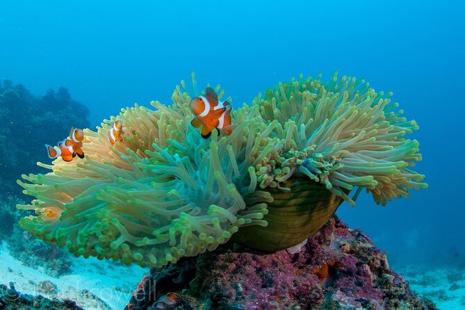 Scuba Diver Course (PADI) - What Travelers Say