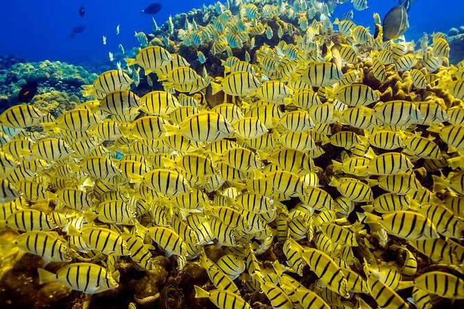 Scuba Diving - The Sum Up