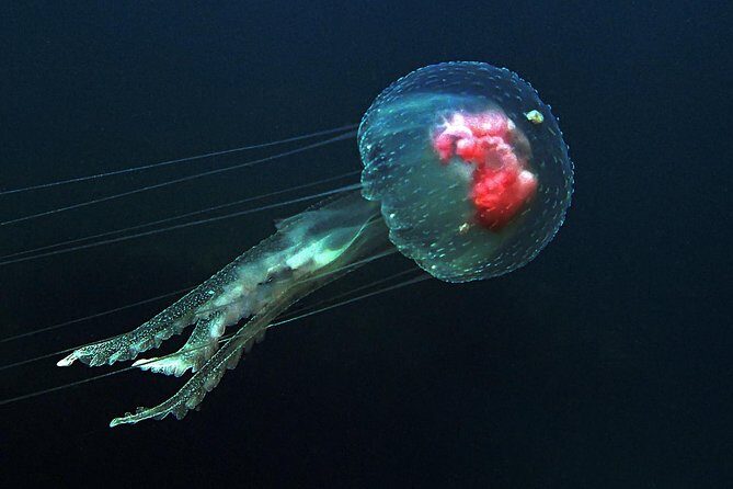 Scuba Diving 3 dives including Manta Rays at Nusa Penida - Who Will Love This Tour?