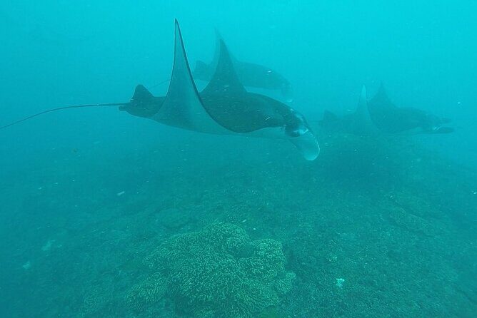 Scuba Diving 3 dives including Manta Rays at Nusa Penida - Frequently Asked Questions