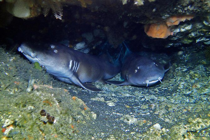 Scuba Diving 3 dives including Manta Rays at Nusa Penida - Final Thoughts