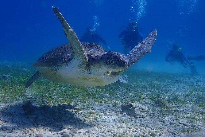 Scuba Diving Activity in Pernera - Authenticity and Value: What Travelers Are Saying