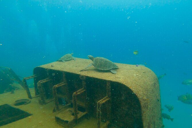 Scuba Diving Adventure in La Paz - What to Expect During the Day