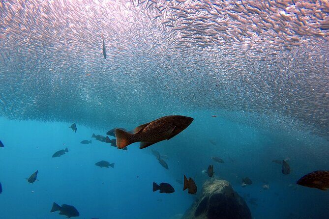 Scuba Diving Adventure in La Paz - Additional Considerations