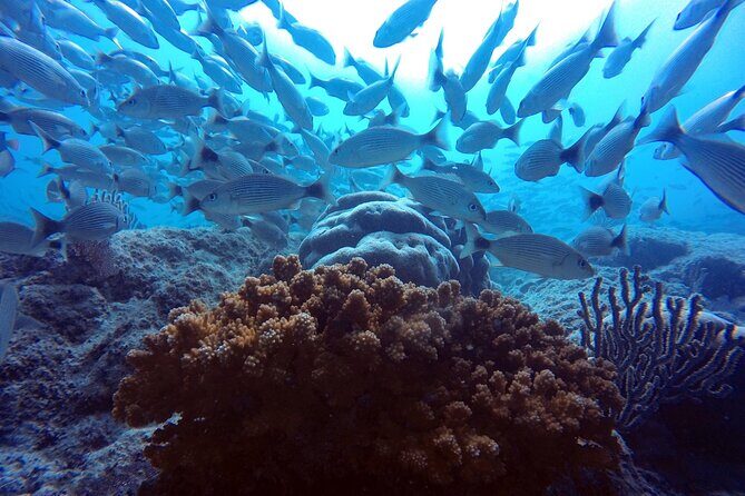 Scuba Diving Adventure in La Paz - Who Is This Tour Best For?