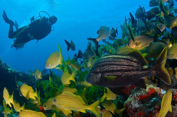 Scuba Diving around the Riviera Maya Reefs - Scuba Diving around the Riviera Maya Reefs: A Practical Guide to an Underwater Adventure