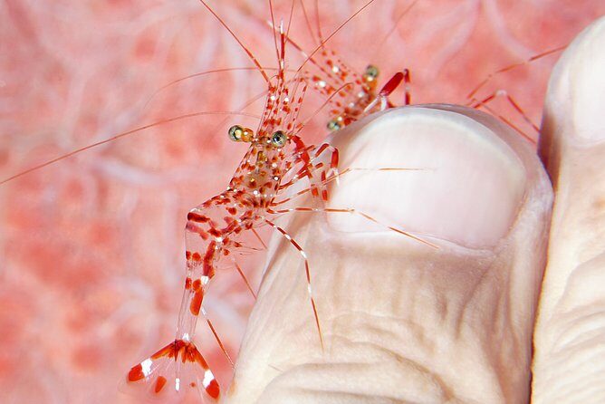 Scuba Diving at Tulamben USAT Liberty Wreck - The Sum Up