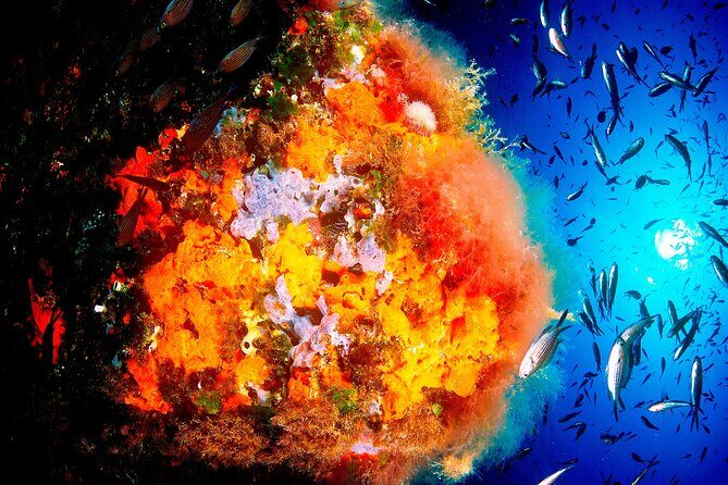 Scuba Diving Baptism and Snorkeling in Ibiza - Final Thoughts: Is This Tour Worth It?