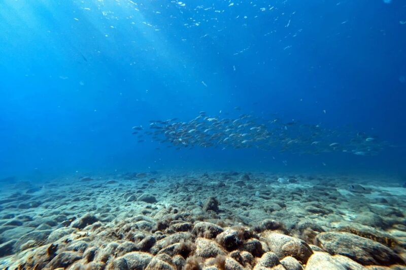 Scuba Diving Baptism in Caleta de Fuste - The Sum Up