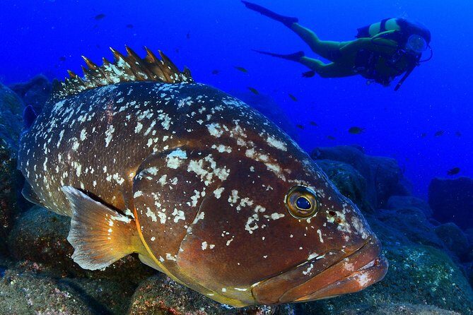 Scuba Diving - A Close Look at the Certified Scuba Snorkel Tour in Ponta Delgada