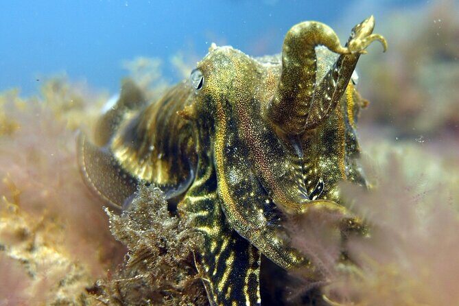 Scuba Diving Experience for Beginners in Gran Canaria - An Itinerary Breakdown: What Your Day Looks Like