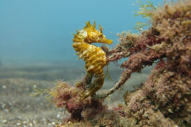 Scuba Diving Experience for Beginners in Gran Canaria - Why This Tour Offers Great Value