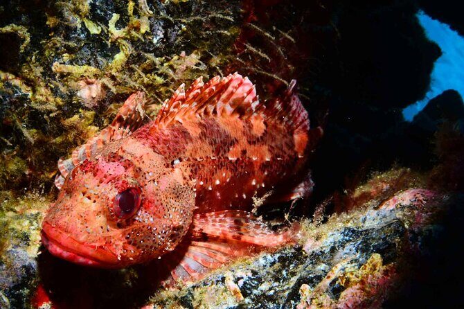 Scuba Diving Experience for Beginners in Ponta de São Lourenço - Discover the Underwater Wonders of Madeira with a Beginner Scuba Experience