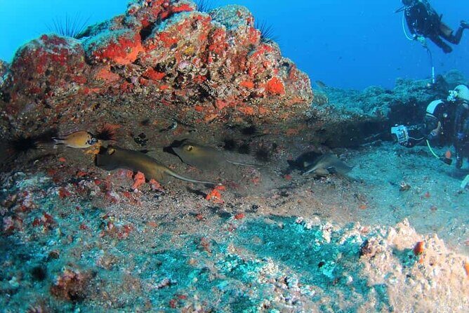 Scuba Diving Experience for Beginners in Ponta de São Lourenço - Final Thoughts
