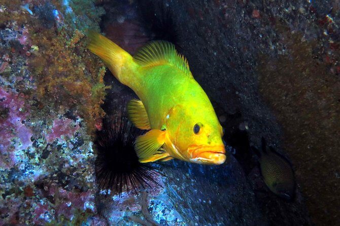 Scuba Diving Experience in Madeira - Introduction: Discovering Madeira’s Underwater World