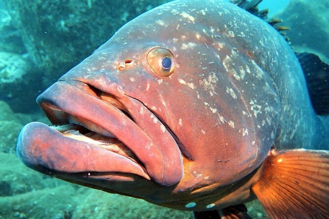 Scuba Diving Experience in Madeira - Authentic Feedback from Participants