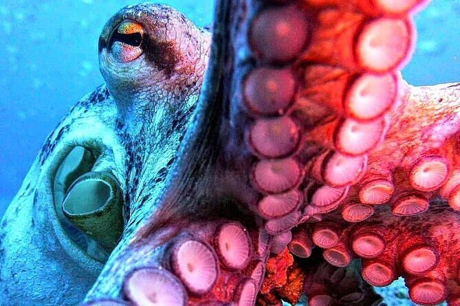 Scuba Diving Experience in Madeira - Why This Experience Offers Excellent Value