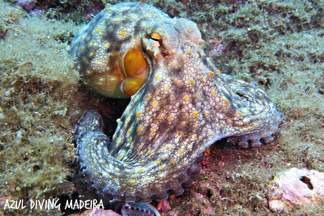 Scuba Diving Experience in Madeira - Who Should Consider This Tour?