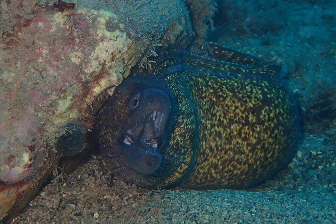 Scuba Diving Experience in Taormina - Key Points