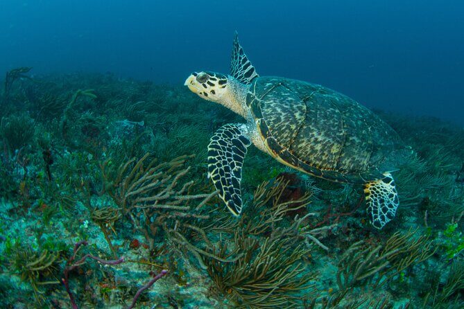 Scuba Diving Experience in West Palm Beach - Why You’ll Love This Experience