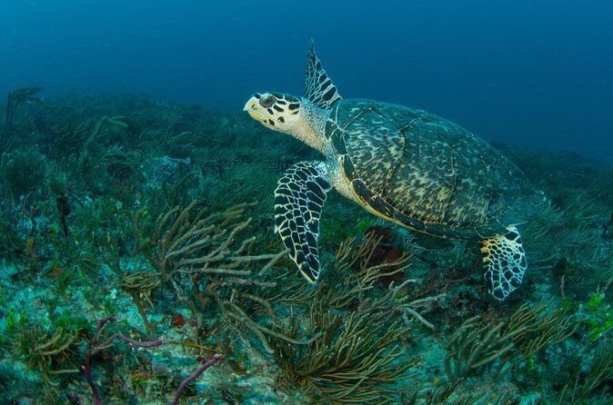 Scuba Diving Experience in West Palm Beach - Who Will Appreciate This Tour?