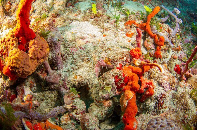 Scuba Diving Experience in West Palm Beach - Final Thoughts on Value and Experience